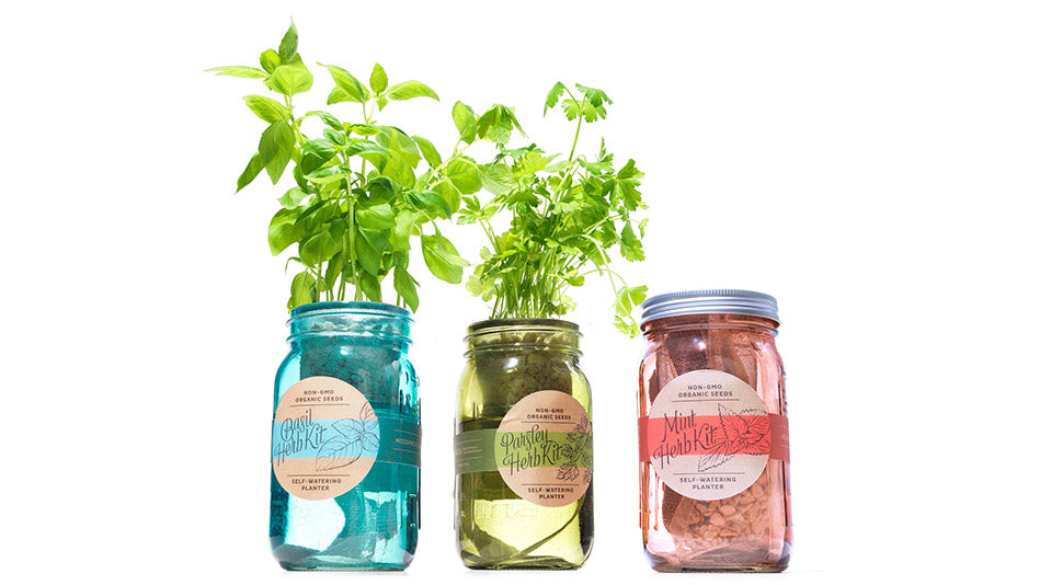Modern Sprout Garden Jar - Set of 3